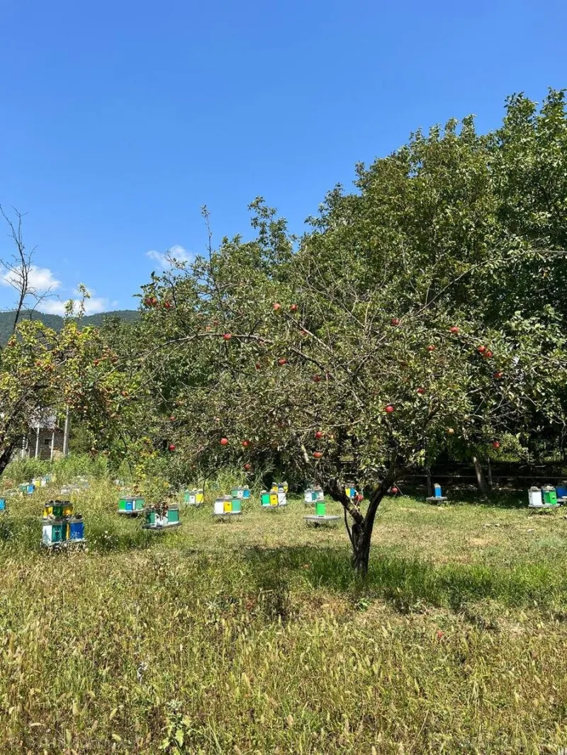 Satılır Torpaq 24 sot Şəki