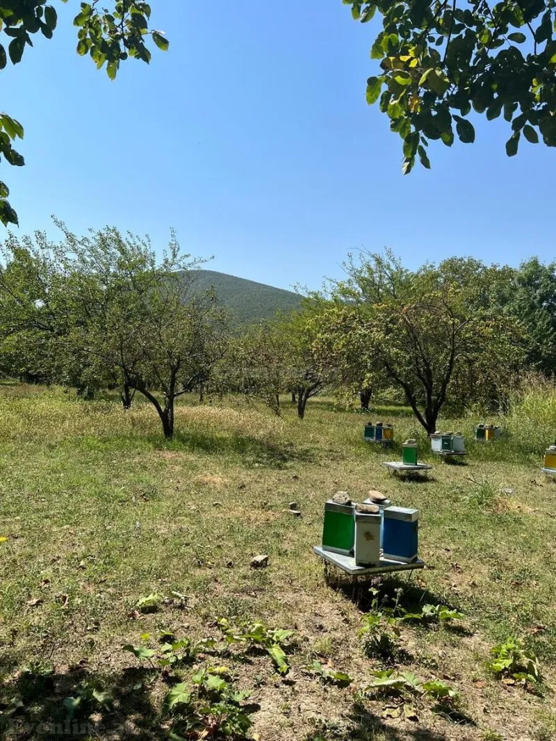 Satılır Torpaq 24 sot Şəki - şəkil 2