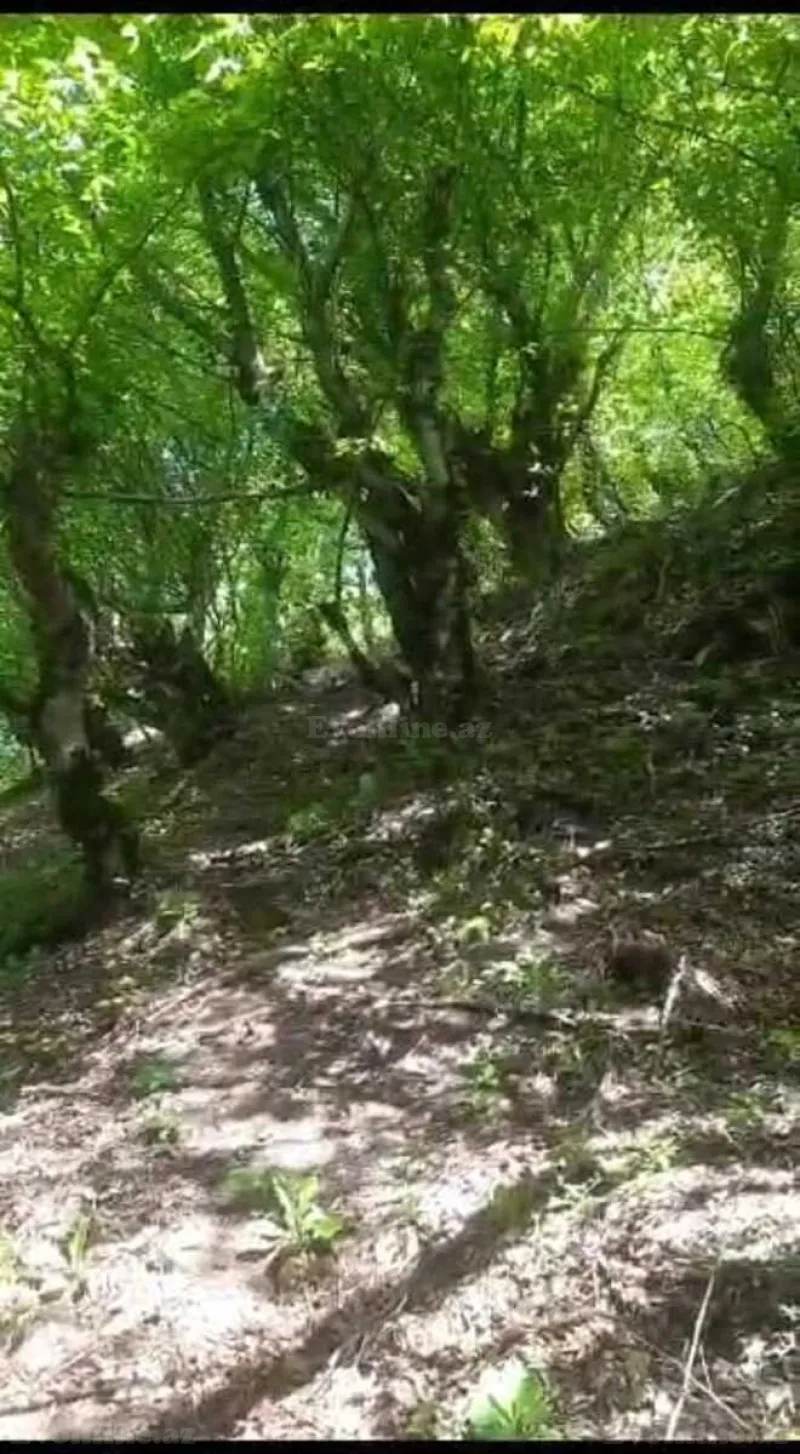 Satılır Torpaq 20.6 sot Qəbələ - şəkil 15