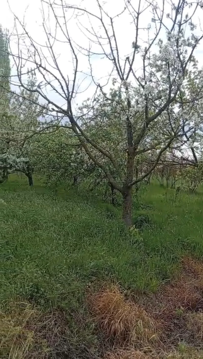 Satılır Torpaq 14 sot Bərdə