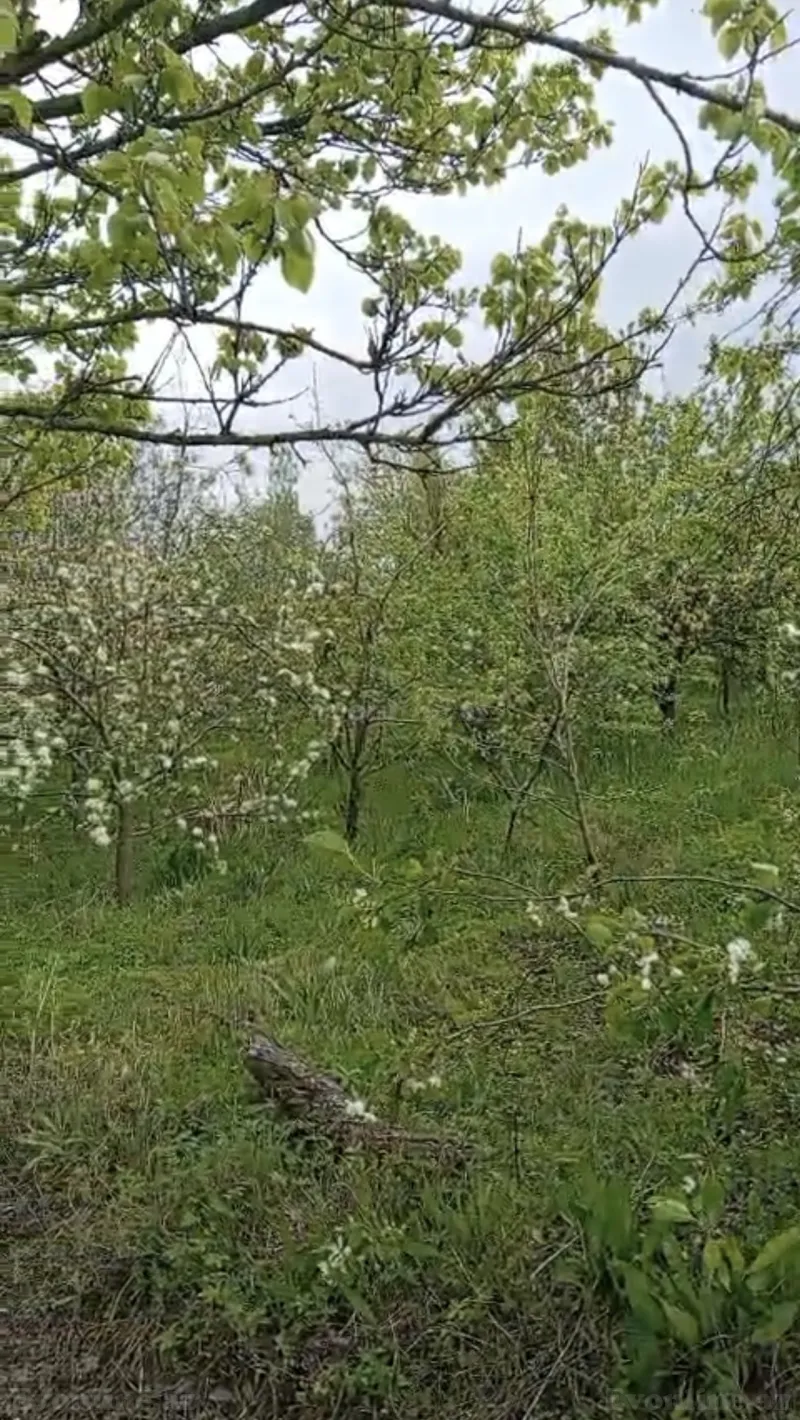 Satılır Torpaq 14 sot Bərdə - şəkil 3