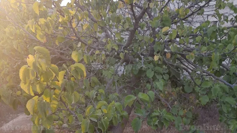 Satılır Torpaq 12 sot Nardaran - şəkil 14