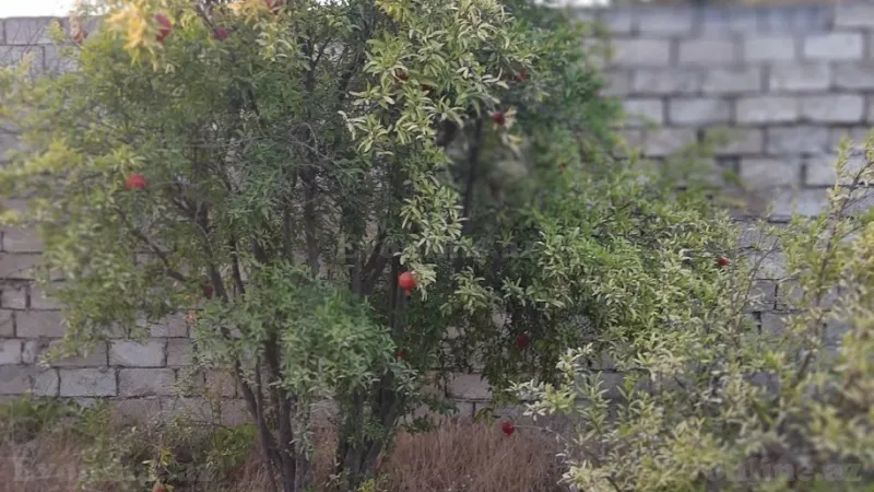 Satılır Torpaq 12 sot Nardaran - şəkil 19