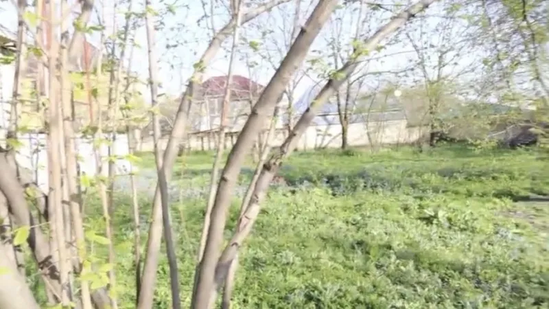 Satılır Torpaq 20 sot Qəbələ - şəkil 2