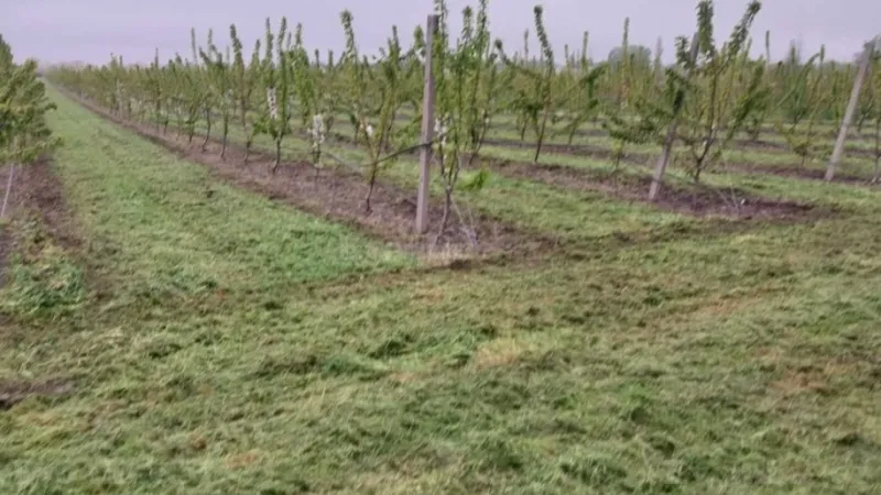 Satılır Torpaq 240 sot Xaçmaz