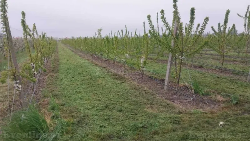 Satılır Torpaq 240 sot Xaçmaz - şəkil 2