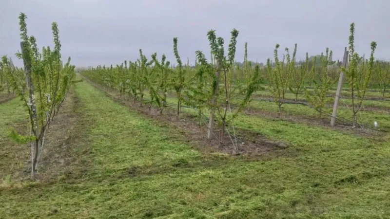 Satılır Torpaq 240 sot Xaçmaz - şəkil 3