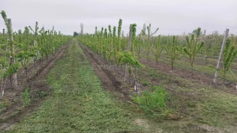 Satılır Torpaq 240 sot Xaçmaz - şəkil 4