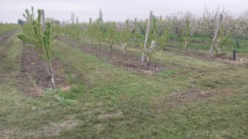 Satılır Torpaq 240 sot Xaçmaz - şəkil 5