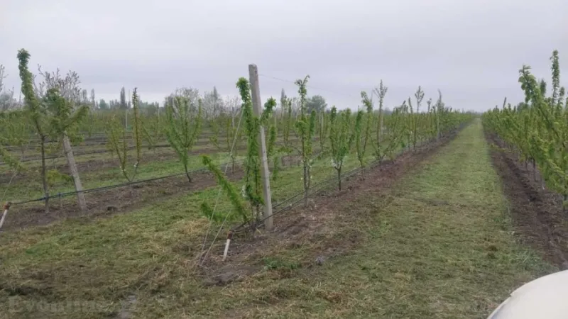 Satılır Torpaq 240 sot Xaçmaz - şəkil 7