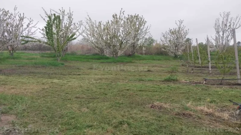 Satılır Torpaq 240 sot Xaçmaz - şəkil 8