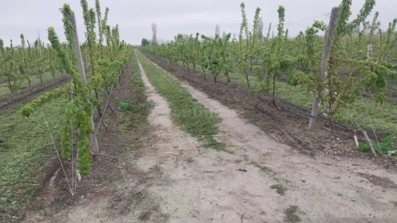 Satılır Torpaq 240 sot Xaçmaz - şəkil 10