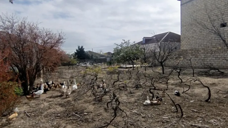 Satılır Torpaq 8 sot Novxanı - şəkil 2