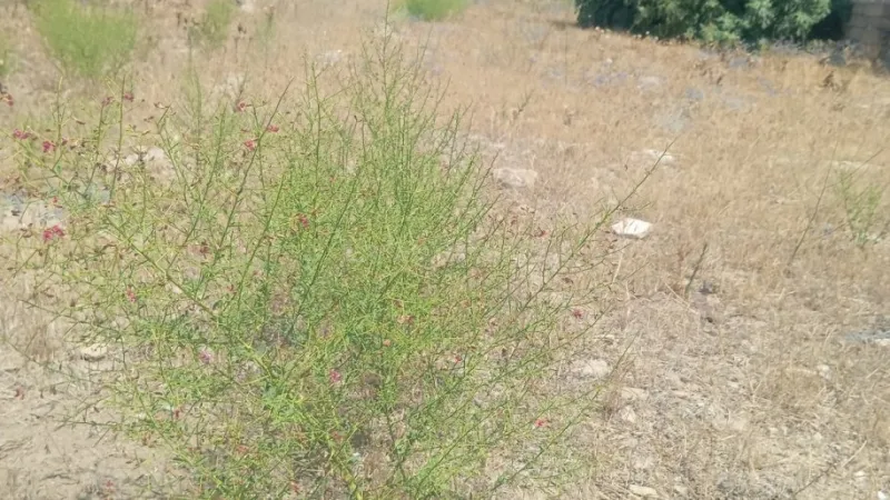 Satılır Torpaq 6 sot Buzovna - şəkil 3