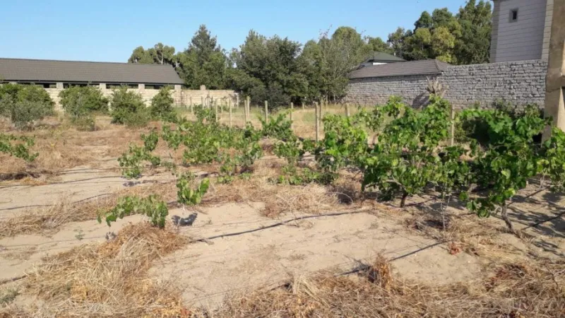 Satılır Torpaq 21 sot Nardaran - şəkil 6