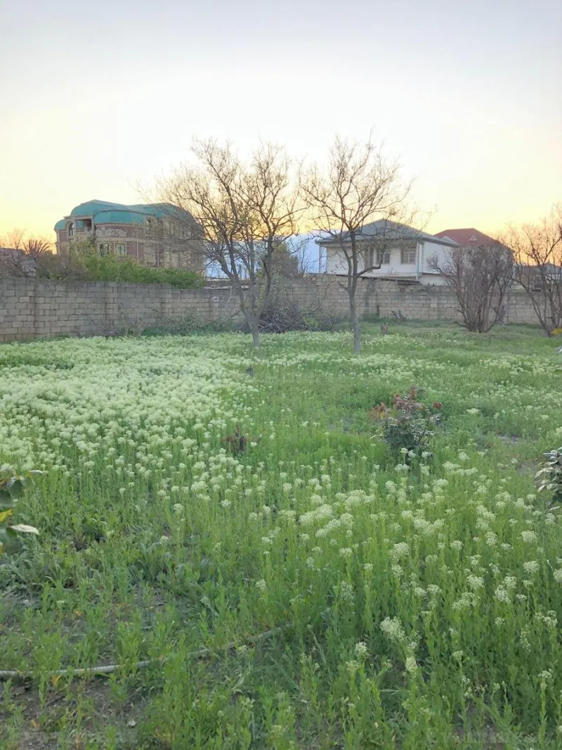 Satılır Torpaq 10 sot Saray - şəkil 2