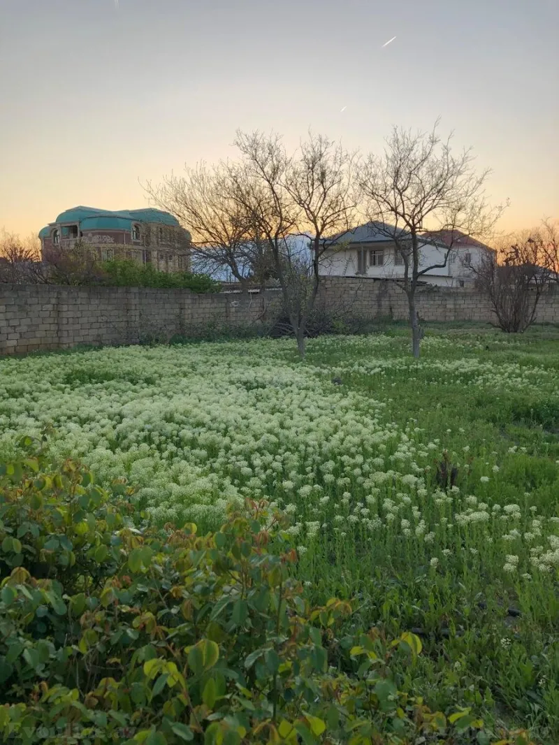 Satılır Torpaq 10 sot Saray - şəkil 5