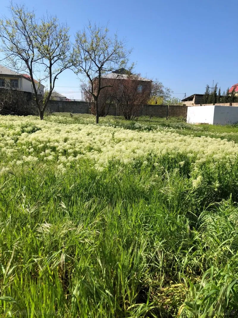 Satılır Torpaq 10 sot Saray - şəkil 6