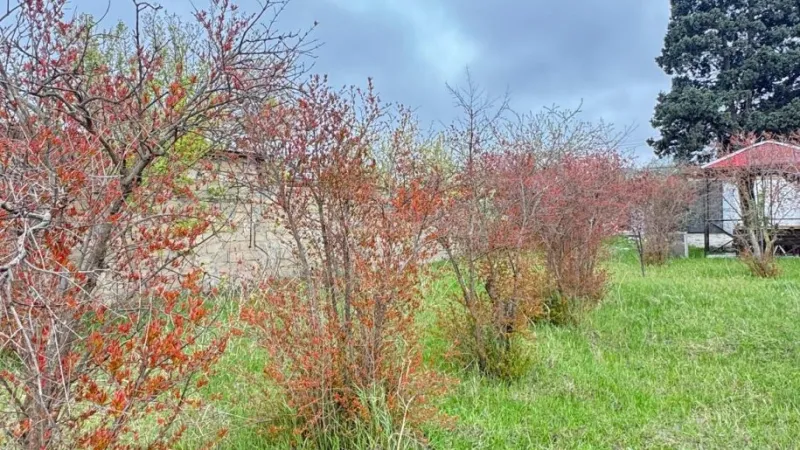 Satılır Torpaq 2 sot Novxanı - şəkil 6