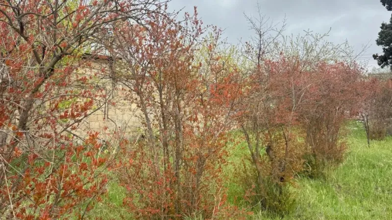 Satılır Torpaq 2 sot Novxanı - şəkil 10