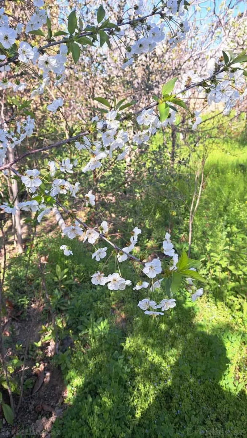 Torpaq Badamdar Satılır