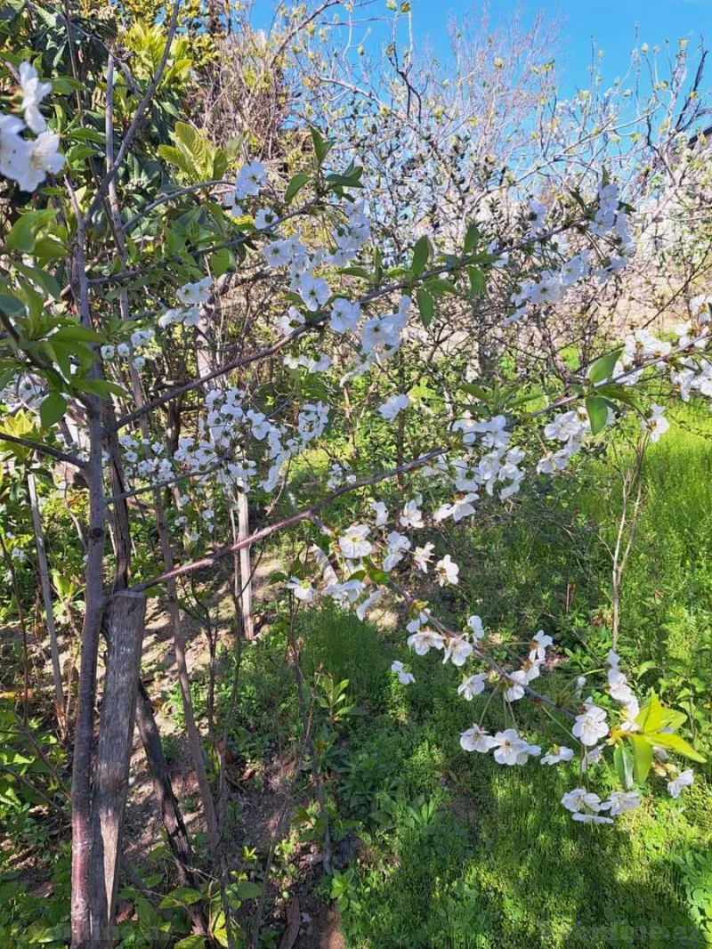 Satılır Torpaq 3.5 sot Badamdar - şəkil 4