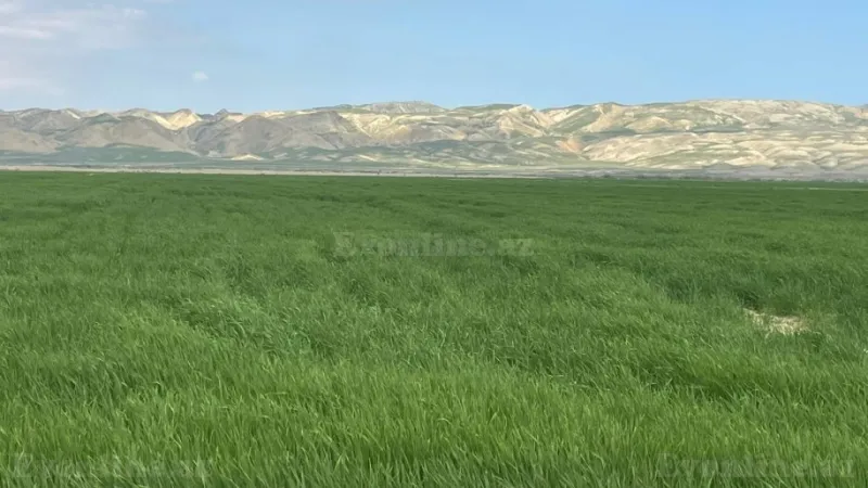 Satılır Torpaq 25000 sot Hacıqabul