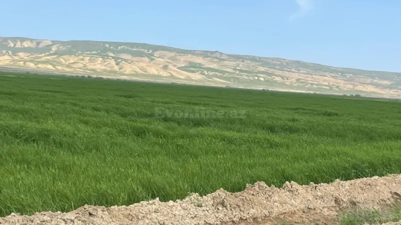 Satılır Torpaq 25000 sot Hacıqabul - şəkil 3