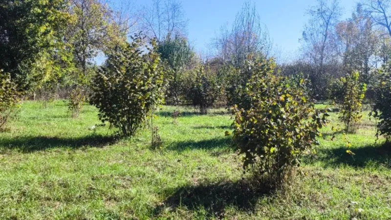 Satılır Torpaq 9 sot Qəbələ - şəkil 3