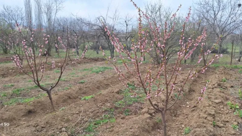 Satılır Torpaq 20 sot Şəmkir