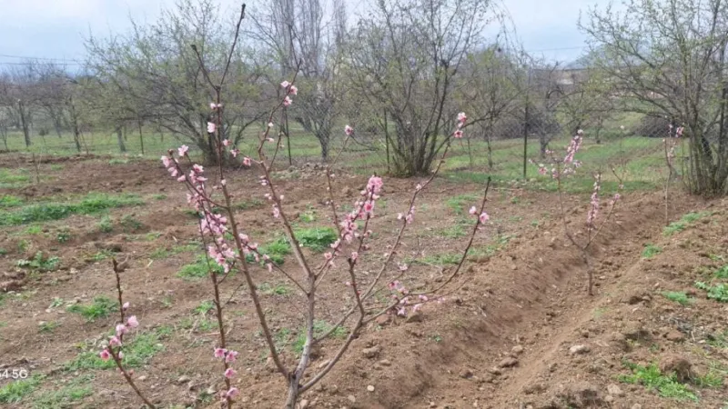 Satılır Torpaq 20 sot Şəmkir - şəkil 2