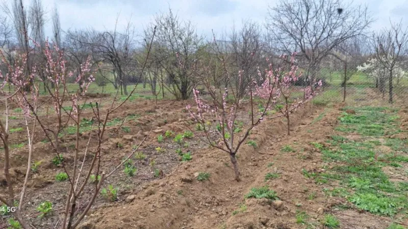 Satılır Torpaq 20 sot Şəmkir - şəkil 6