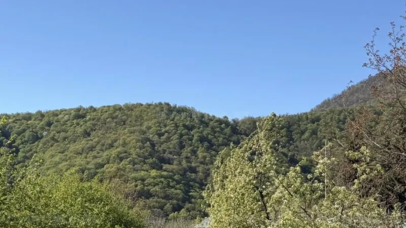 Satılır Torpaq 70 sot Qəbələ - şəkil 3