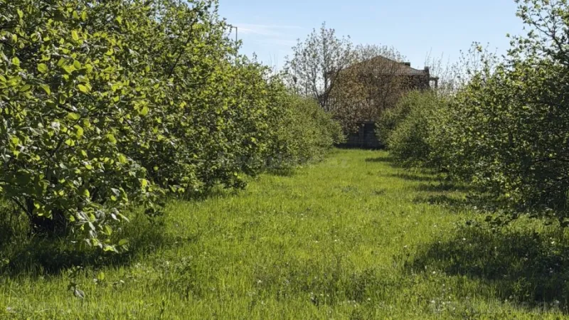 Satılır Torpaq 70 sot Qəbələ - şəkil 4