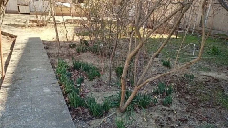 Satılır Torpaq 11.5 sot Badamdar - şəkil 6