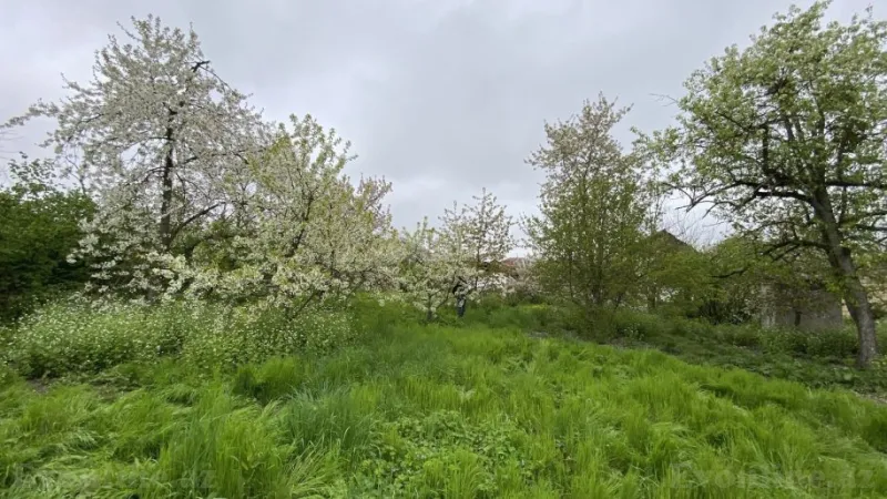 Satılır Torpaq 12 sot Quba - şəkil 5