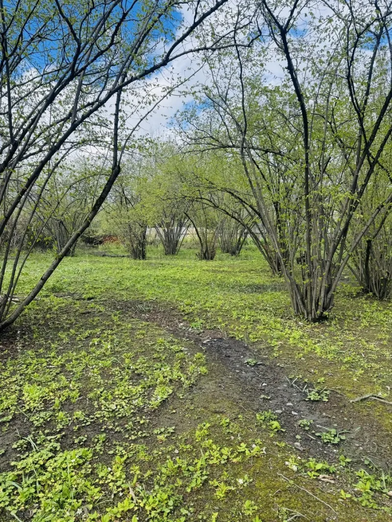 Satılır Torpaq 3 sot Qəbələ