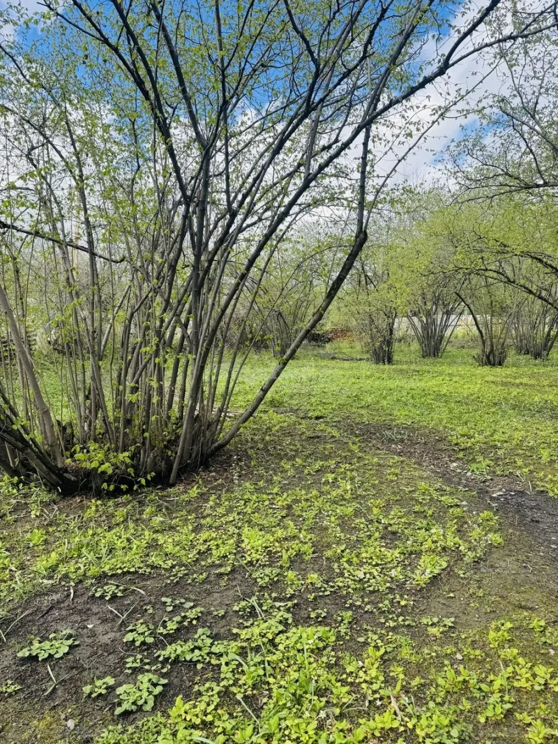 Satılır Torpaq 3 sot Qəbələ - şəkil 3