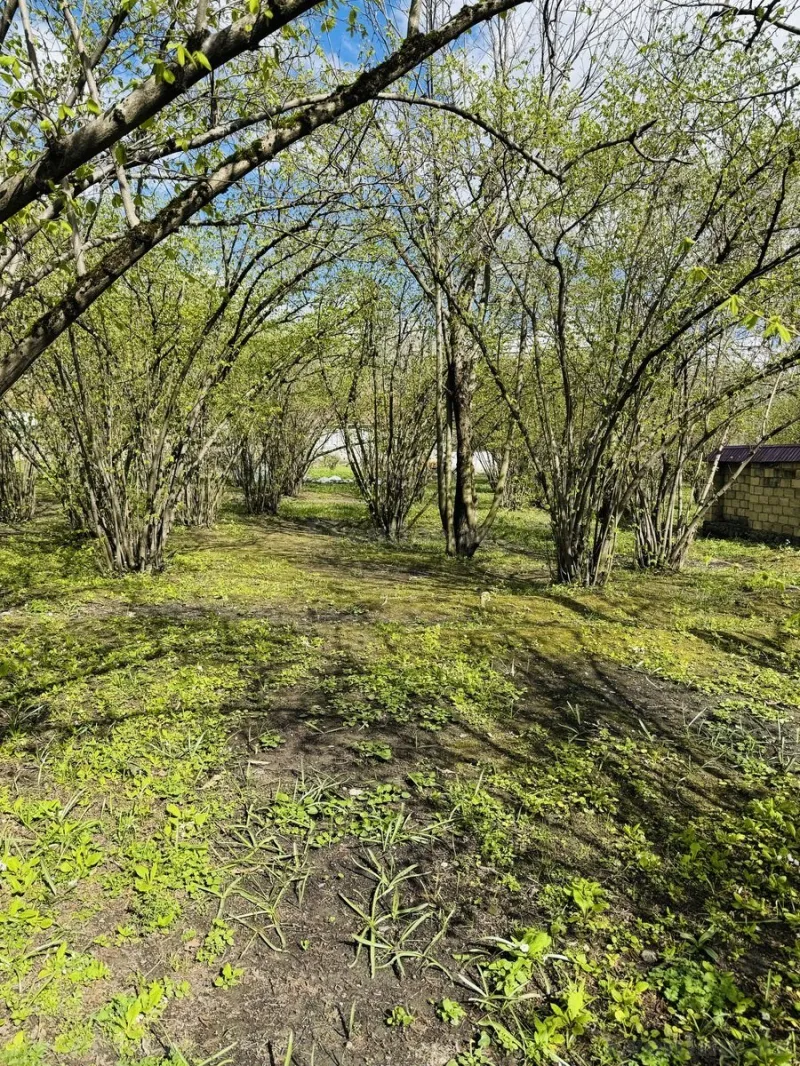 Satılır Torpaq 3 sot Qəbələ - şəkil 5