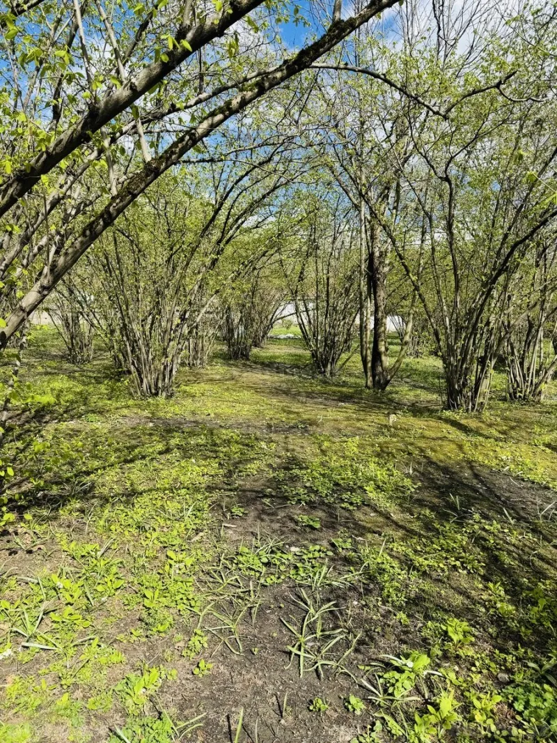 Satılır Torpaq 3 sot Qəbələ - şəkil 6