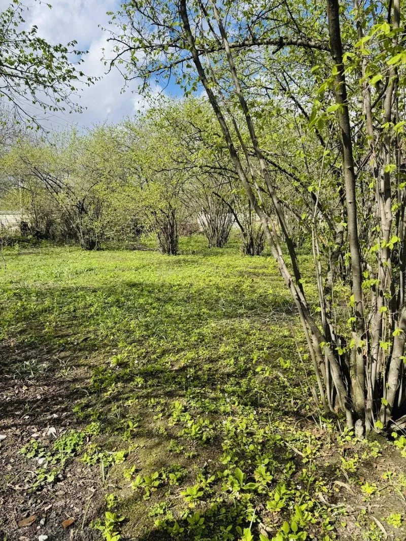 Satılır Torpaq 3 sot Qəbələ - şəkil 7