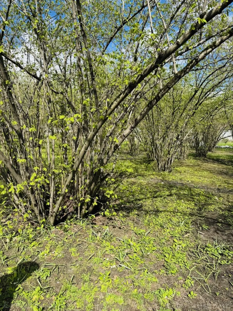 Satılır Torpaq 3 sot Qəbələ - şəkil 9