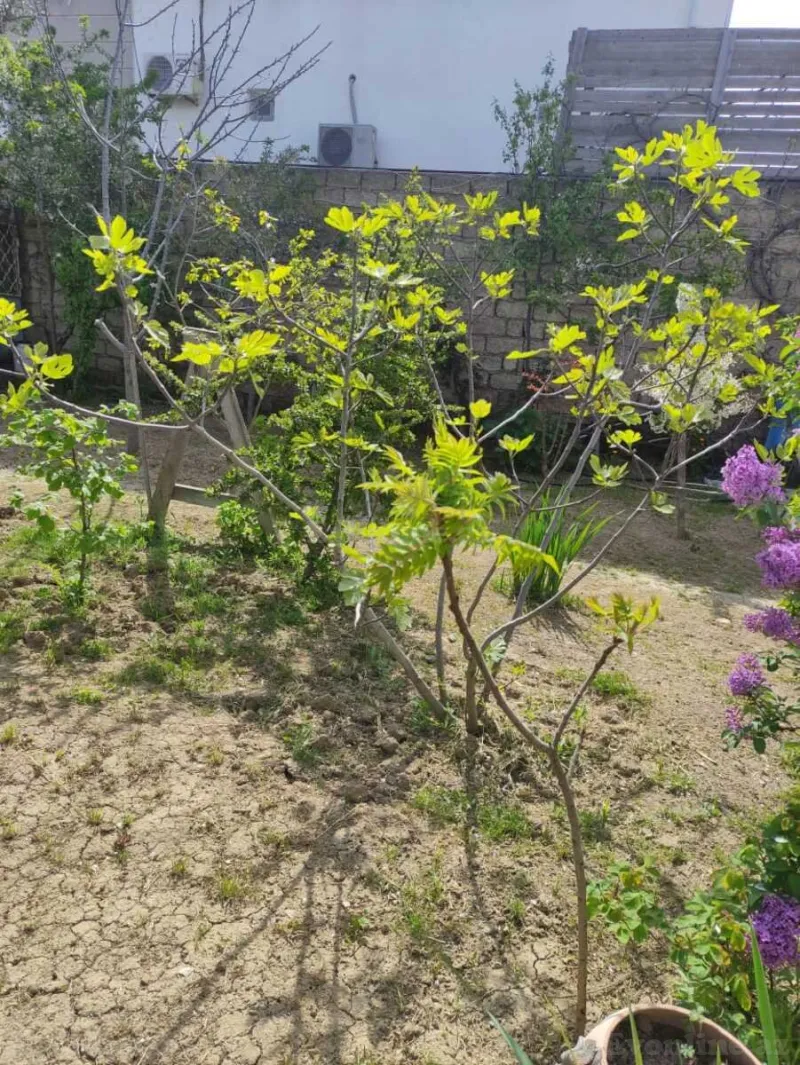 Satılır Torpaq 9 sot Xəzər r. - şəkil 7