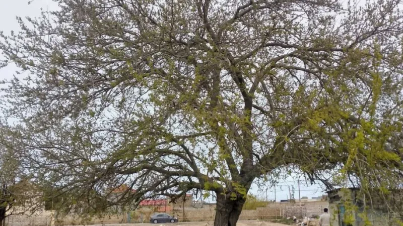 Satılır Torpaq 28 sot Şüvəlan - şəkil 9