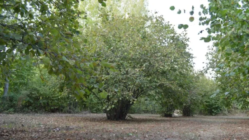 Satılır Torpaq 55 sot Oğuz