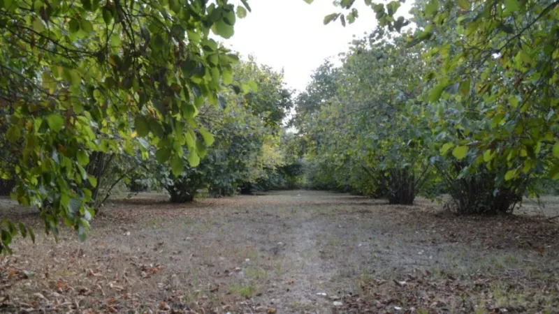 Satılır Torpaq 55 sot Oğuz - şəkil 2