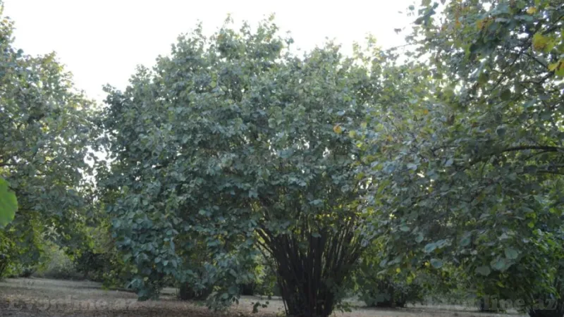 Satılır Torpaq 55 sot Oğuz - şəkil 3