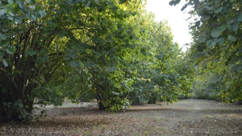 Satılır Torpaq 55 sot Oğuz - şəkil 4