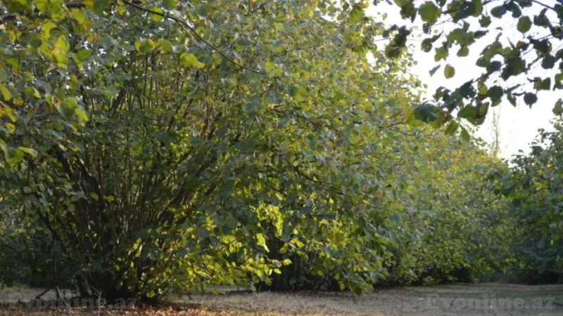 Satılır Torpaq 55 sot Oğuz - şəkil 5