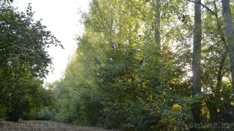 Satılır Torpaq 55 sot Oğuz - şəkil 6